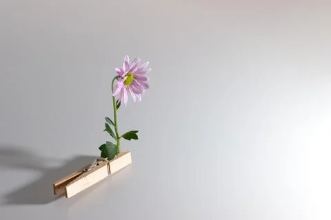 Creative hipster spring flower design composition of flower clamped in wooden Stock Photos