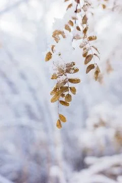 Creative Ice Crystal Formation on Leaf During Dahan Solar Term Stock Photos