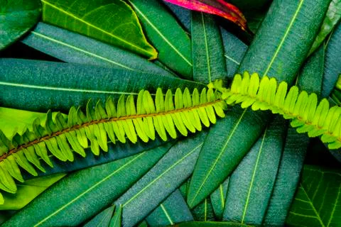 Creative idea of green leafs layout for background and texture Stock Photos