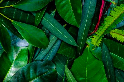 Creative idea of green leafs layout for background and texture Stock Photos