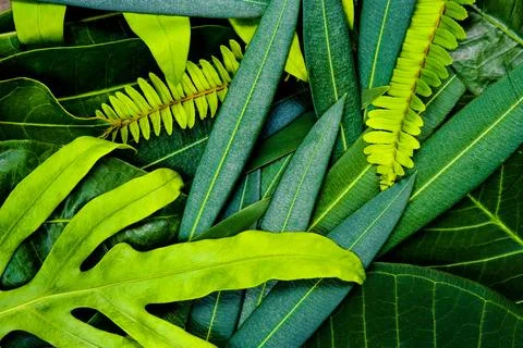 Creative idea of green leafs layout for background and texture which it can.. Stock Photos