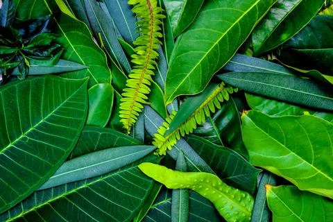 Creative idea of green leafs layout for background and texture which it can.. Stock Photos