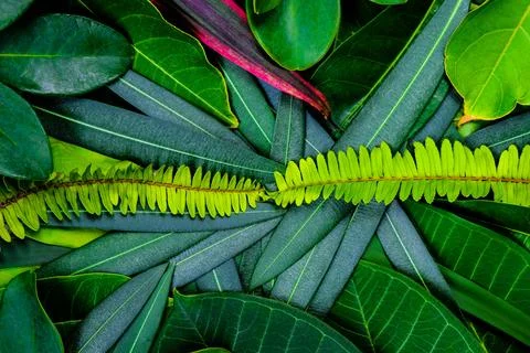 Creative idea of green leafs layout for background and texture which it can.. Stock Photos