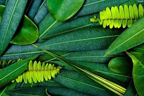 Creative idea of green leafs layout for background and texture which it can.. Stock Photos