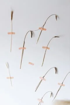 Creative idea, wheat ears, glued medical adhesive tape to a white wall. It .. Foto stock