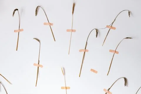 Creative idea, wheat ears, glued medical adhesive tape to a white wall. It .. Stock Photos