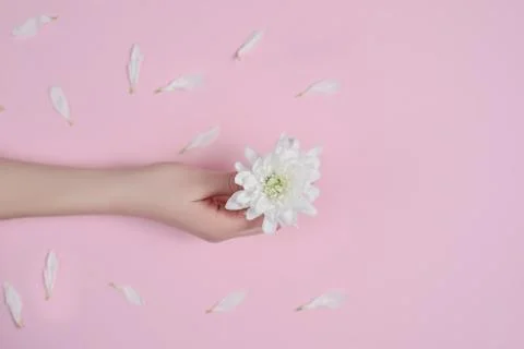Creative image beautiful groomed woman's hands with white flowers Stock Photos