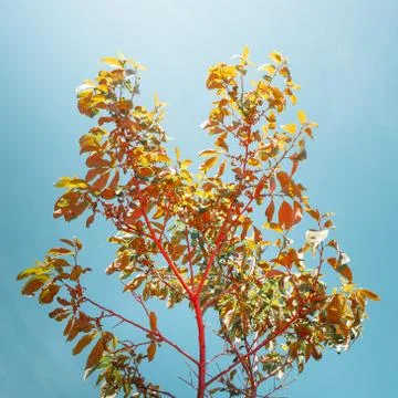 Creative Image Of Young Tree On Background Of Blue Sky As Symbol Of New Life Stock Photos
