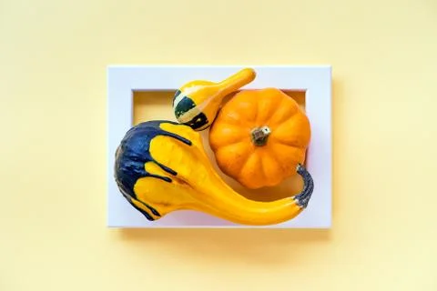 Creative layout of autumn pumpkins with yellow background in the frame. Stock Photos