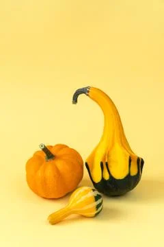 Creative layout of autumn pumpkins with yellow background. Stock Photos