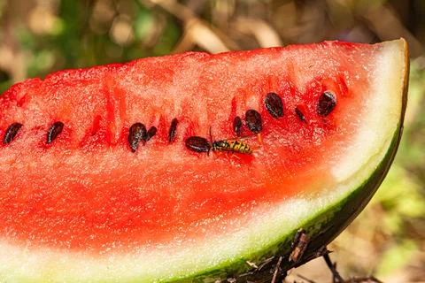 Creative layout background made of closeup picture of red watermelon with insect Stock Photos