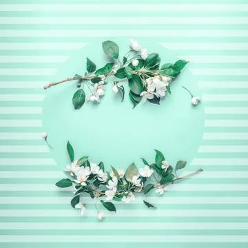Creative layout with blooming apple tree on a blue background. Flat lay. Co.. Stock Photos