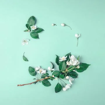 Creative layout with blooming apple tree on a blue background. Flat lay. Co.. Stock Photos