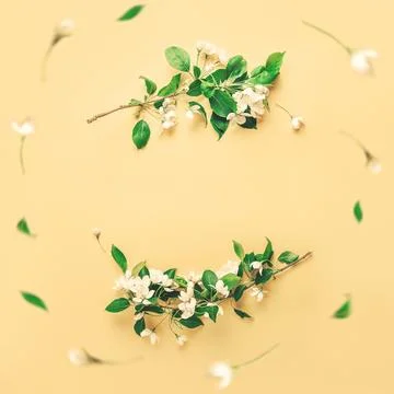 Creative layout with blooming apple tree on yellow background. Flat lay Min.. Stock Photos