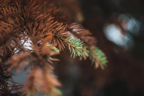Creative layout of blue spruce branches. Stock Photos
