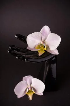 Creative layout from a bright orhid on a black background in dakr ceramic hand Stock Photos