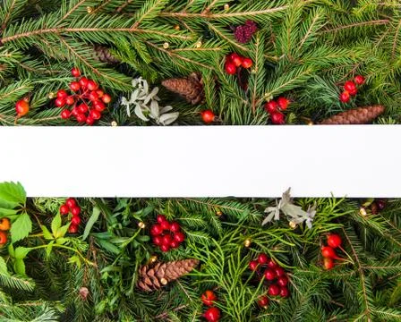 Creative layout of Christmas tree branches with cones, red berries and a pape Stock Photos