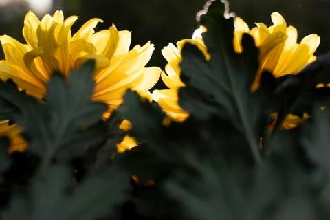 Creative layout, chrysanthemums glow from the sun Foto stock