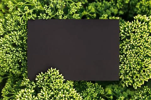 Creative layout composition frame made of green bush of sedium flower with black Stock Photos