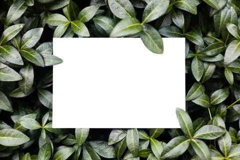 Creative layout composition frame made of green periwinkle leaves with beautiful Stock Photos