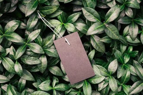 Creative layout composition frame made of green periwinkle leaves with a Stock Photos