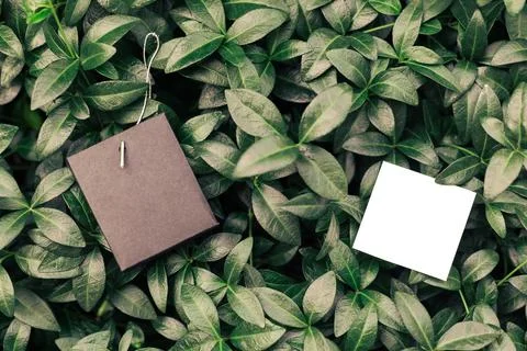 Creative layout composition frame made of green periwinkle leaves with a Stock Photos