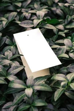 Creative layout composition frame made of green periwinkle leaves with a Stock Photos