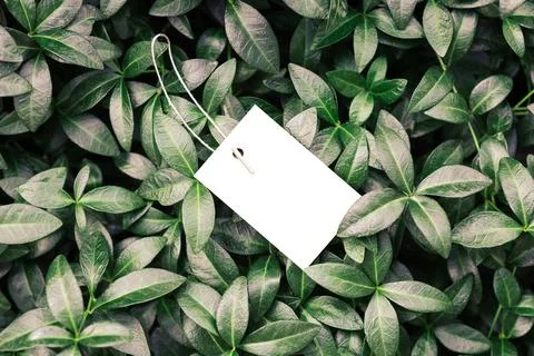 Creative layout composition frame made of green periwinkle leaves with beautiful Stock Photos