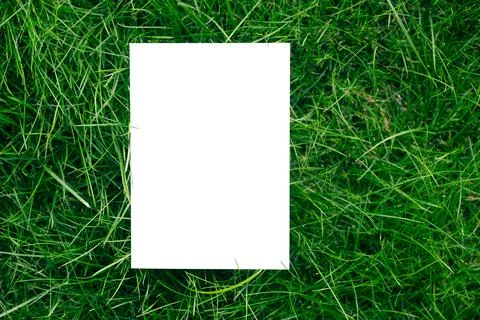 Creative layout composition frame made of green fresh grass with a beautiful Stock Photos