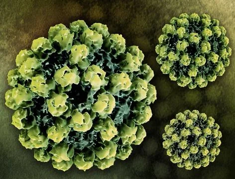  Creative layout featuring 3D renderings of norovirus virus-like particles... Stock Photos