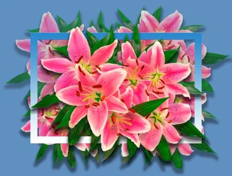 Creative layout of flowers of lys in  bleu white frame. Stock Photos