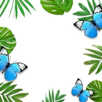 Creative layout of foliage on a white background with space for text. Frame o Stock Photos