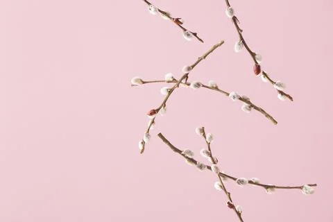 Creative layout with free falling willow branches with catkin buds Stock Photos