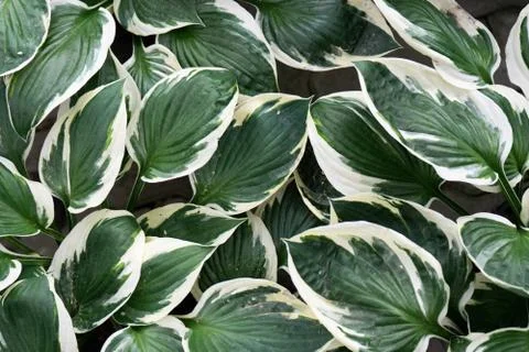 Creative layout of green and white leaves, nature background Stock Photos