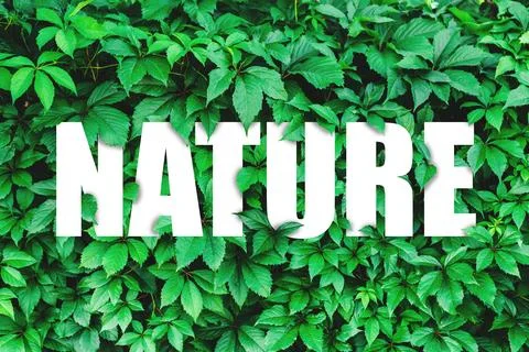 Creative layout of green leaves and the white word nature. He was lying fla.. Stock Illustration