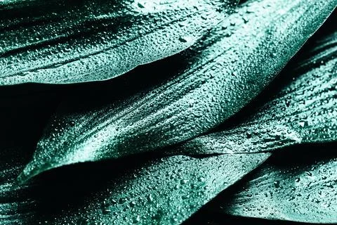 Creative layout of green leaves. Nature background. Stock Photos