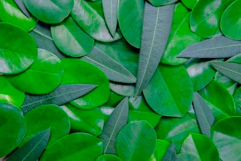 Creative layout of greenery leafs for background and texture concept. Stock Photos