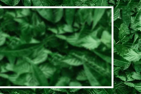 Creative layout of leaves with a paper border. Flat lay. Nature concept. Stock Photos