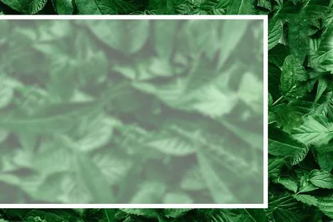 Creative layout of leaves with a paper border. Flat lay. Nature concept. Stock Photos