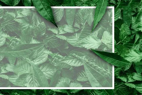 Creative layout of leaves with a paper border. Flat lay. Nature concept. Stock Photos