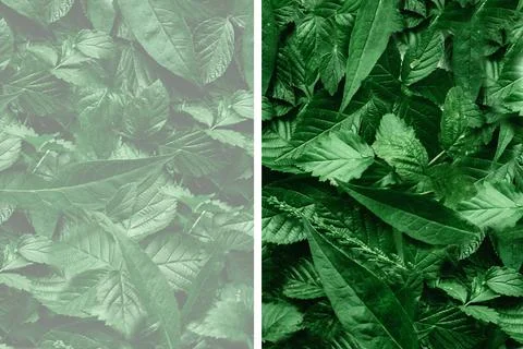 Creative layout of leaves with a paper border. Flat lay. Nature concept. Stock Photos