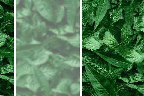 Creative layout of leaves with a paper border. Flat lay. Nature concept. Stock Photos