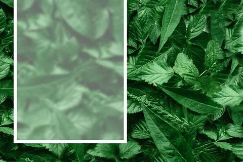 Creative layout of leaves with a paper border. Flat lay. Nature concept. Stock Photos