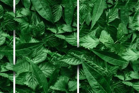 Creative layout of leaves with a paper border. Flat lay. Nature concept. Stock Photos