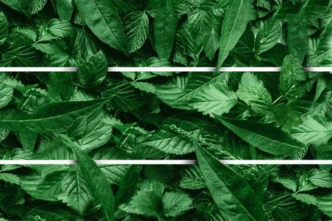 Creative layout of leaves with a paper border. Flat lay. Nature concept. Foto stock