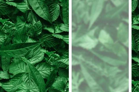 Creative layout of leaves with a paper border. Flat lay. Nature concept. Stock Photos