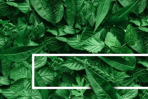 Creative layout of leaves with a paper border. Flat lay. Nature concept. Stock Photos