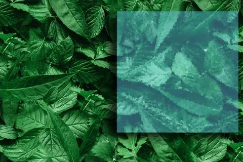 Creative layout of leaves with a paper border. Flat lay. Nature concept. Stock Photos