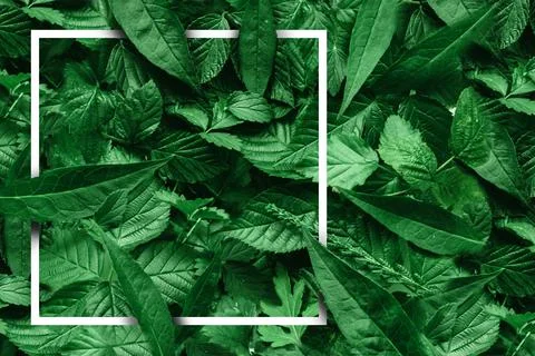 Creative layout of leaves with a paper border. Flat lay. Nature concept. Stock Photos