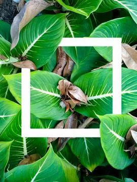 A creative layout made of aroid leaf plants with a white frame in the middle. Stock Photos